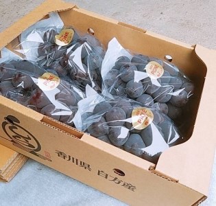 【令和6年8月中旬頃発送！予約受付中】島田農園　ピオーネ2kg（3房～4房入り）【A-78】