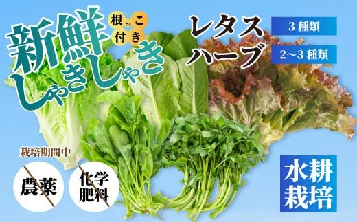 野菜 セット レタス3種 ハーブ2～3種 詰め合わせ サラダ やさい クレソン ルッコラ パセリ バジル ヘルシー 水耕栽培 アクアポニックス 根付き 新鮮 広島県 三原市 245001