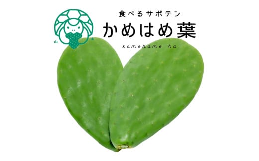 【ふるさと納税】あなたのカメに、自然のごちそうを。食べるサボテン「かめはめ葉」（3kg）　カメのエサ サボテン 3kg ペット用品 ペット 餌 エサ カメ 亀 亀のエサ 国産