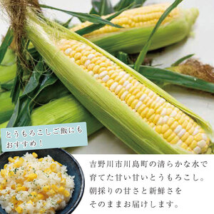 とうもろこし コーン 5本 約 2kg 先行予約 甘々娘 トウモロコシ 甘い 期間限定 夏 旬 野菜 鍋 炒め物 煮物 スープ 弁当 惣菜 おかず 健康 新鮮 国産 送料無料 吉野川市 徳島県