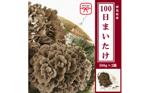 ＜のし付き＞100日まいたけ 500g×2株【1429424】