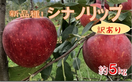 【011-91】新品種！　信州のシナノリップ　訳あり　5キロ！　信濃三兄弟の一つ（りんご・リンゴ・林檎）