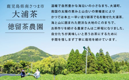 【贈答用】鹿児島県産緑茶 大浦茶 一番茶2本セット（100g×2） 鹿児島県産 かごしま お茶 日本茶 緑茶 茶葉 南さつま市 徳留茶農園