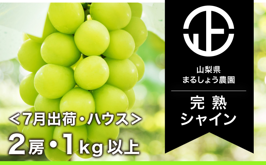
            ＜25年発送先行予約＞ハウスシャインマスカット 2房1.0kg以上 098-009 ｜シャインマスカット 発送 まるしょう農園 笛吹市 山梨県 フルーツ 果物 ぶどう 葡萄 種無し 皮ごと ハウス おすすめ シャインマスカット 贈答 ハウスシャインマスカット ギフト 高糖度 産地 期間限定 笛吹市 高級 くだもの ブドウ 笛吹 葡萄 ぶどう 人気 国産 1.0kg 完熟 ぶどう 2房 1キロ｜
          