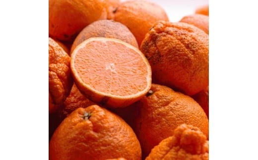 
            ［先行予約］家庭用 不知火10kg+250g（傷み補償分）［デコポンと同品種・人気の春みかん］［わけあり・訳あり］［IKE254］
          