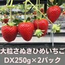 【ふるさと納税】大粒さぬきひめいちご　DX250g×2パック　【フルーツ・果物類・いちご・苺・イチゴ】　お届け：2024年1月上旬～2月下旬