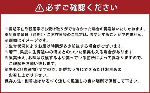 小国紅 「 レンジでチン 」 3kg （ Lサイズ 1本 × 10本 ） × 2箱 計6kg やさい 野菜 甘み 国産 熊本県産 サツマイモ さつまいも 芋 濃厚 ミネラル スイーツ 【 2026年1