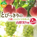 【ふるさと納税】 【2025年 先行予約】2回定期便 とびっきりの ～白桃・シャインマスカット～ 山形実り便 ぶどう 葡萄 果物 くだもの フルーツ山形県 中山町 F4A-0486