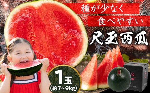 【先行予約・26年6月以降発送】尺玉西瓜(すいか) 1玉（約7kg〜9kg）スイカ すいか  西瓜 尺玉スイカ 黒スイカ 果物 日田市 / JAおおいた  【配送不可地域：北海道・沖縄・離島】[AREW001]