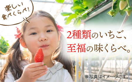 ＜先行予約！赤いちごセット＞恋みのり・さがほのか 各220g 詰め合わせセット / イチゴ 苺 フルーツ 果物 / 佐賀県/鐘ヶ江農園[41ASBK008]