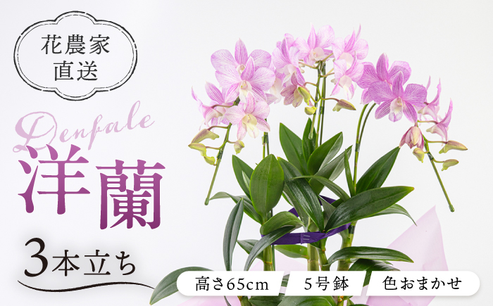 【 30セット 限定 】 デンファレ （ 洋蘭 ） 3本 立ち糸島市 / 和饗エコファーム株式会社蘭 洋蘭 デンファレ 花 インテリア お祝い 贈り物 [AVI004]