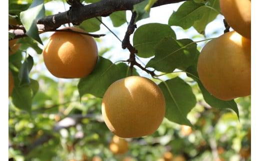 
                  新興梨 化粧箱 2.5キロ（砂丘のなし屋さん）
                