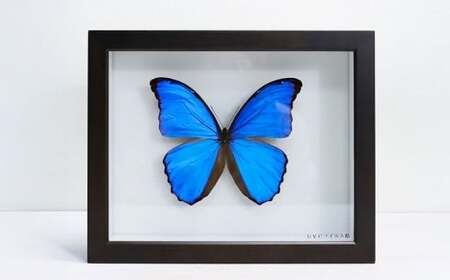 昆虫標本箱（ドイツ箱） モルフォ蝶 1頭入 ／ 標本箱 箱 ケース 標本 蝶 蝶々 インテリア オブジェ