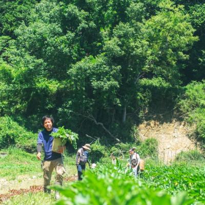 ふるさと納税 能勢町 『大阪能勢産』　農家直送!べじたぶるぱーくの旬の新鮮野菜詰合せ　Mセット(7〜8種類)　 |  | 01