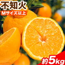 【ふるさと納税】不知火 約5kg(Mサイズ以上) Cog-Lab《2025年4月上旬-7月上旬頃出荷》 柑橘 不知火 しらぬい フルーツ 果物 スイーツ 送料無料