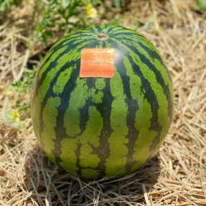 スイカ (特大玉) 羅王 1玉｜つがる市産 青森産 産直 2026年産 令和8年 夏 すいか 西瓜 果物 フルーツ 旬 特産 藤農園 農福連携 ラオウ らおう 羅皇 先行受付 [0835]