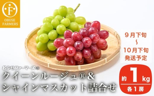 クイーンルージュ® &シャインマスカット 詰合せ 各1房 約1kg ［おぶせファーマーズ］ 果物 フルーツ くだもの ぶどう 葡萄 ブドウ クール便 冷蔵便 令和7年産 【2025年9月下旬～10月下旬発送】 ［F-541］