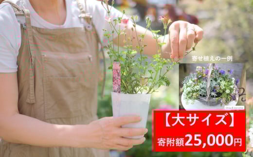 季節の寄せ植え 【 大サイズ 】 季節のお花 造園 園芸 お花 鉢植え 自然 ガーデニング 朝来市 糠 肥料 兵庫県朝来市にある園芸店 「Obriga道（オブリガード）」 からお届け