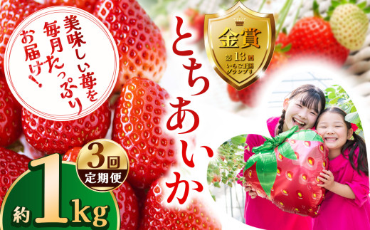 【定期便3回】とちあいか約1kg | 定期便 送料無料 とちあいか いちご フルーツ 甘い ジューシー苺 ｲﾁｺﾞ ハート ハート型 ﾊｰﾄ 断面 果物 おいしい 栃木県 下野市