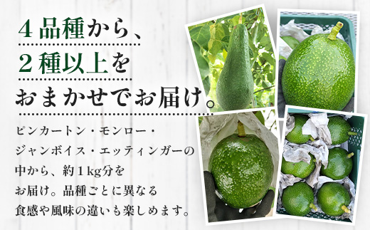 【期間限定・数量限定】 2026年11月より順次発送予定 南大隅町産 生アボカド 約1kg （4品種から2種以上おまかせ）SG-2｜ 産地直送 国産 アボカド 新鮮 森のバター 希少 鹿児島県産 本土