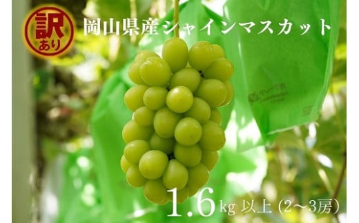 【2026年先行予約】岡山県産 【訳あり】 シャインマスカット 1.6㎏以上（2～3房）産地直送　朝採れ / ぶどう 葡萄 フルーツ 先行予約 真庭市【kgftmt015-02】