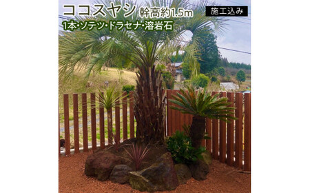 【伝票なし】ココスヤシ　幹高約1.5m１本・ソテツ・ドラセナ・溶岩石【施工込み】【ヤシの木 ヤシ リゾート ガーデン 自宅 別荘 南国 庭木 観葉植物 水戸市 茨城県 リゾートガーデン】（AU-2）