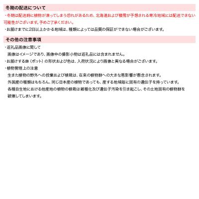 ふるさと納税 邑楽町 苔テラリウム 鉱石グリーンフローライト(蛍石)ガラスポットS|09_chm-bn0101 |  | 03