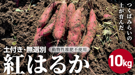 茨城県産 紅はるか 10kg 土付き 無選別 