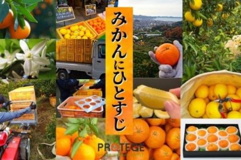 三種の みかん 食べ比べ箱 甘平 はるか 宮内伊予柑 （家庭用）約2.8kg ＜2025年2024年2月頃発送＞