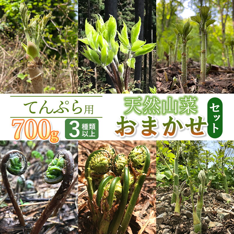 【ふるさと納税】【令和7年産先行予約】天ぷら用　天然山菜おまかせセット 700g（3種類以上）　わかば屋　2025年