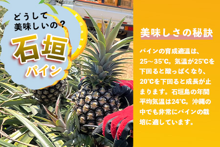 【先行予約】石垣島産 ピーチパイン (6玉 約5㎏) 《5月上旬頃より順次発送》【 産地直送 沖縄 石垣 パイナップル フルーツ 】TP-12