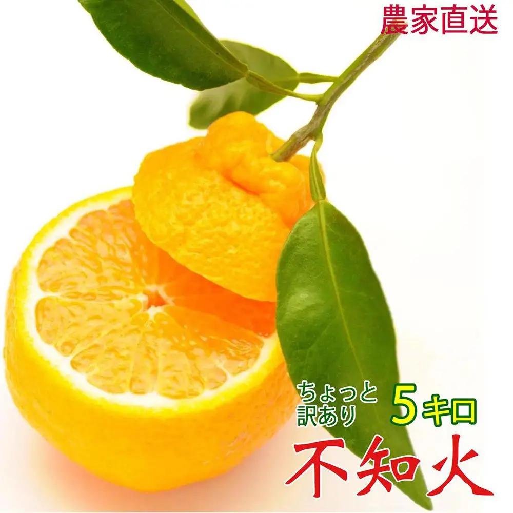 不知火 5kg 24～28玉 訳あり 不知火