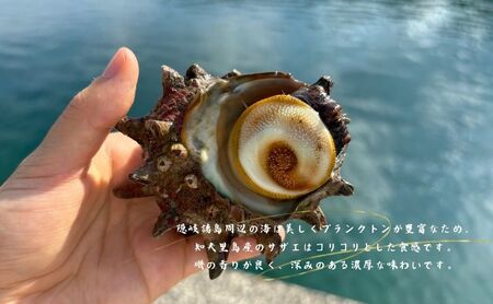 【知夫里島獲れ天然活さざえ3kgセット】隠岐諸島の新鮮なさざえをお届けします!  冷蔵便 サザエ 栄螺 貝 海鮮 BBQ さざえご飯 つぼ焼き 刺身 バーベキュー ギフト