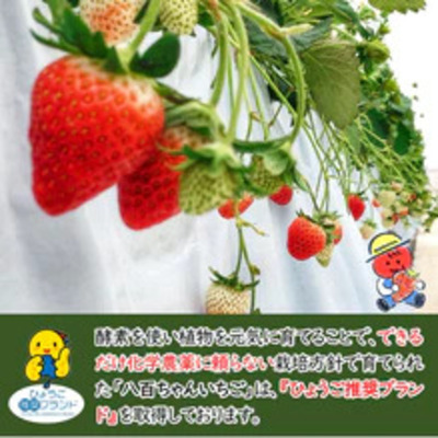 【定期便・全5回】いちごみるくのもと 220g 2本セット × 5回｜五つ星ひょうご認定 砂糖不使用  八百ちゃんいちご