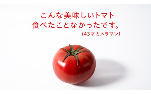 《 2027年 収穫分 》2～6月配送 スーパーフルーツトマト 大箱 約2.6kg × 1箱 (20～35玉/1箱) 糖度9度以上 先行予約 茨城県 桜川市 KEK 国産 トマト フルーツトマト ブラ