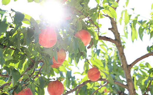 《2026年先行予約》山形県産 リピータ続出！秋の収穫 白桃 約2kg（4～10玉） 桃 もも フルーツ 果物 くだもの 山形県 中山町 F4A-0426
