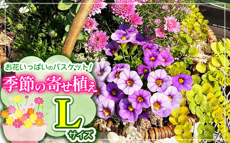 お花一杯バスケット寄せ植え Lサイズ(35cm程度) 季節の寄せ植え | お花 フラワー バスケット ガーデニング 寄せ植え 兵庫県 上郡町
