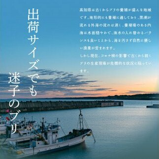 KYF119　海鮮「ブリの漬け丼の素」1食80g×5P＋「マグロの漬け丼の素」1食80g×5P《迷子のブリを食べて応援 養殖生産業者応援プロジェクト》応援 順次出荷中 惣菜 冷凍 保存食 小分け 高知