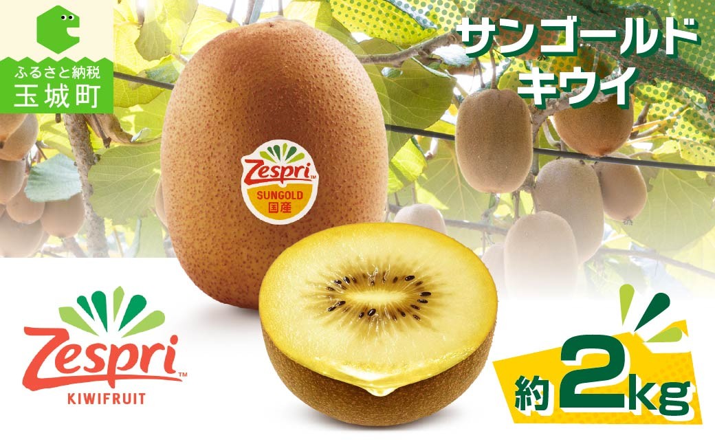 
                  【先行予約】ゼスプリ サンゴールドキウイ 約2kg 2026年度発送 Zespri キウイフルーツ キウイ フルーツ 果物 くだもの 家庭用 数量限定 国産 三重県玉城町産 2026年12月上旬出荷 あさい農園 玉城町観光協会 三重県 玉城町
                