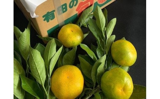 
                  【2026年先行予約】 ゆら早生みかん 5kg 赤秀 Sサイズ_BF6041n
                