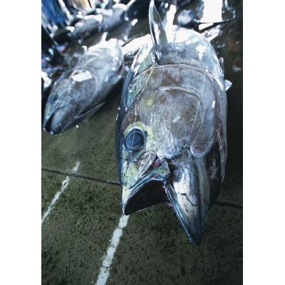 ふるさと納税 焼津市 【定期便6回】訳あり南まぐろあれこれ1.5kg以上(b200-033) |  | 03