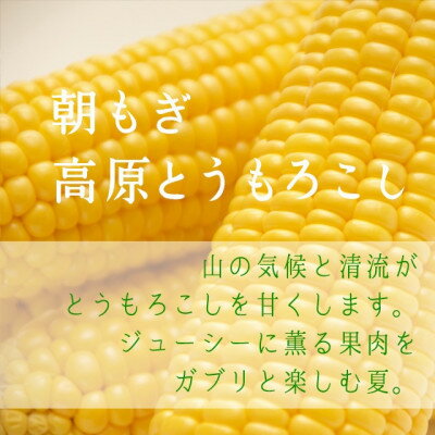 【ふるさと納税】【朝もぎ高原とうもろこし】20本・約7.5kg　南信州 売木村産 甘味抜群の特産品!【配送不可地域：離島】【1321753】
