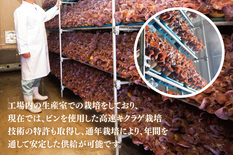 KL-3 コリコリ食感!生きくらげ