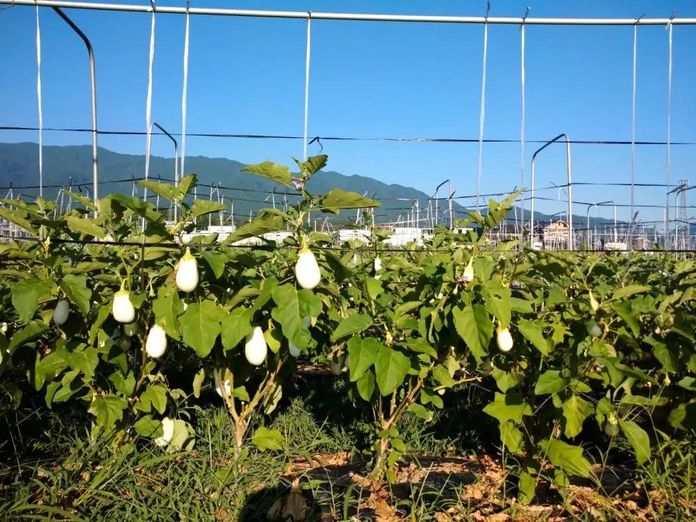 茄子 とろ～り旨なす(白茄子) 約2kg 8～9個【2026年7月初旬～9月末頃順次発送】奈良県 葛城市【bfrk001】