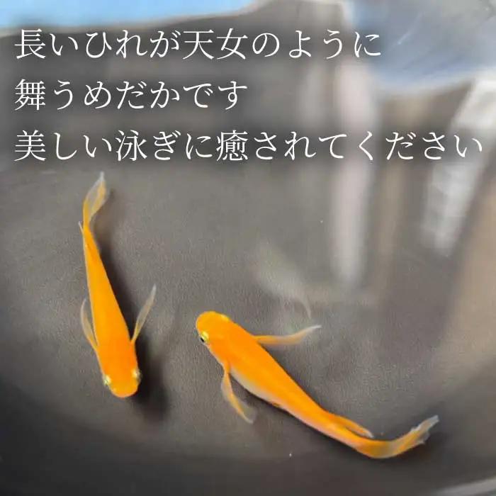 楊貴妃 5匹 めだか メダカ 飼育 生体 観賞魚 魚 ペット おまかせ ミックス おすすめ 水槽 インテリア 生物 鑑賞 熱帯魚 アクアリウム 熱帯 淡水魚 243014