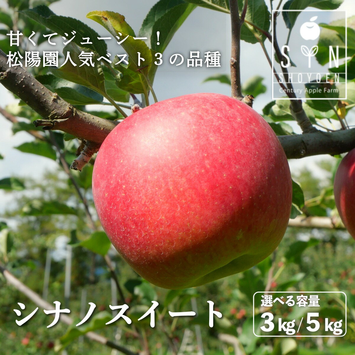 【ふるさと納税】先行予約 松陽園 樹上 完熟 りんご シナノスイート 3kg 5kg 選べる 重量 2026年 10月中旬 頃から順次発送 赤い 林檎 リンゴ フルーツ ジューシー 果物 果実 東北 岩手県 遠野市 産 贈答 ギフト プレゼント 農家直送 産地直送 シナノスウィート 送料無料