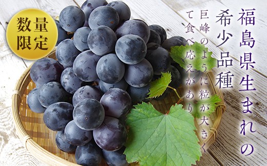 
                  《先行予約》あずましずく 約1.5kg (約500g×3房) ぶどう オリジナル品種 あずましずく 希少 ブドウ 葡萄 くだもの フルーツ デザート 先行予約 予約 F4D-0076
                