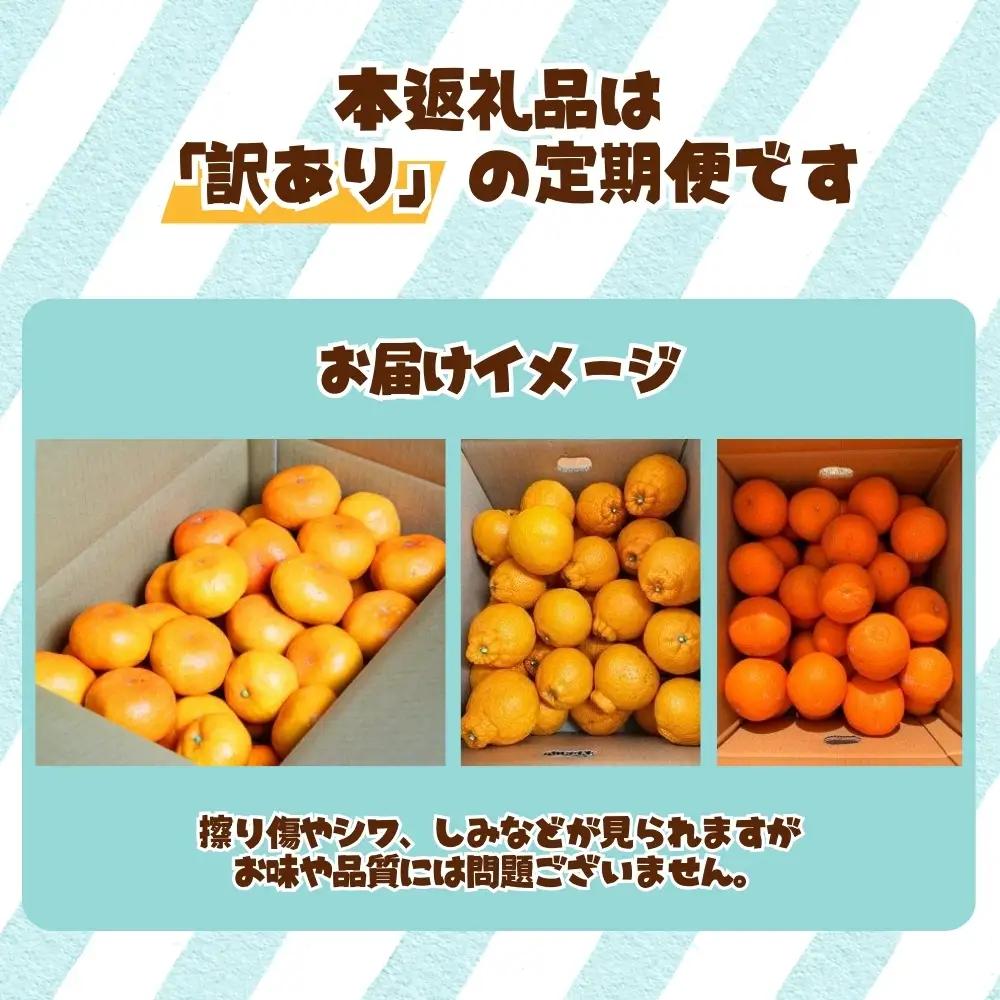 定期便【全3回/1・2・3月】みかん 定期便 訳あり×たっぷり 温州みかん 不知火 清見オレンジ【tkb113】
