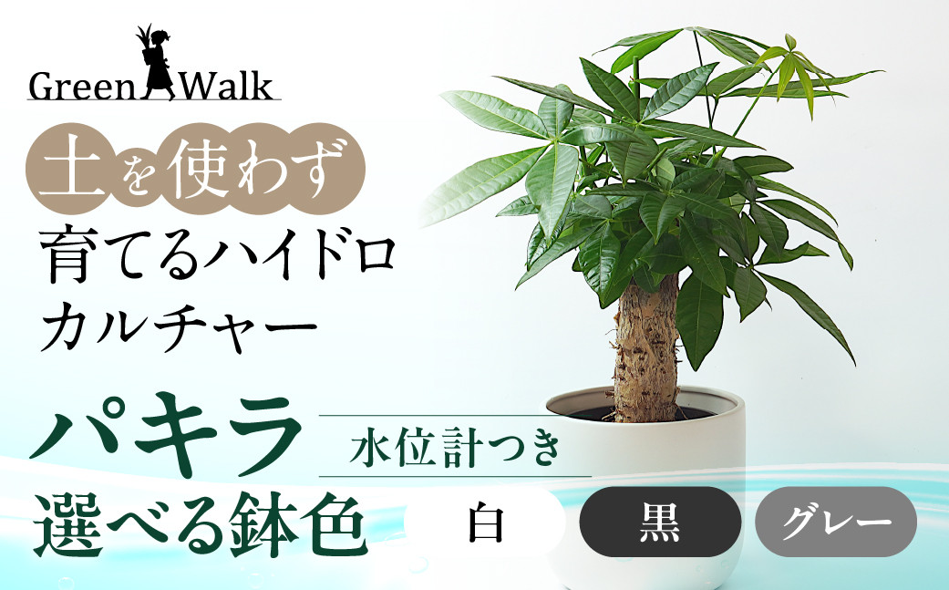 
                  ハイドロカルチャー パキラ モノトーン 130 陶器鉢 水位計つきセット 陶器鉢 土無し インテリア 緑 グリーン 植物 簡単 初心者 かわいい 自然 おしゃれ 送料無料 Green Walk グリーンウォーク 愛知県 豊橋市
                