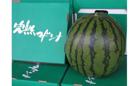 マドンナスイカ 1玉 （2～3Lサイズ） 【2026年7月上旬～2026年7月下旬発送予定】 果物 フルーツ すいか スイカ 西瓜 季節のフルーツ 旬のフルーツ 旬 甘い 北海道 浦臼町